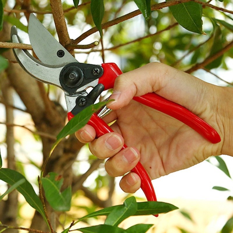Tijeras de Podar Premium para  - Gardening Tools Quality reseña y precio