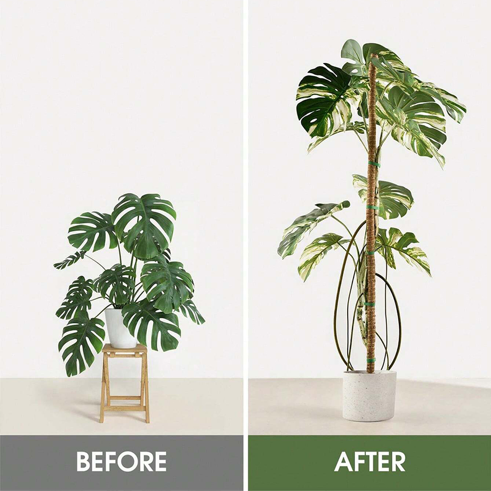 Poste de musgo para plantas, s - Gardening Tools Kids reseña y precio
